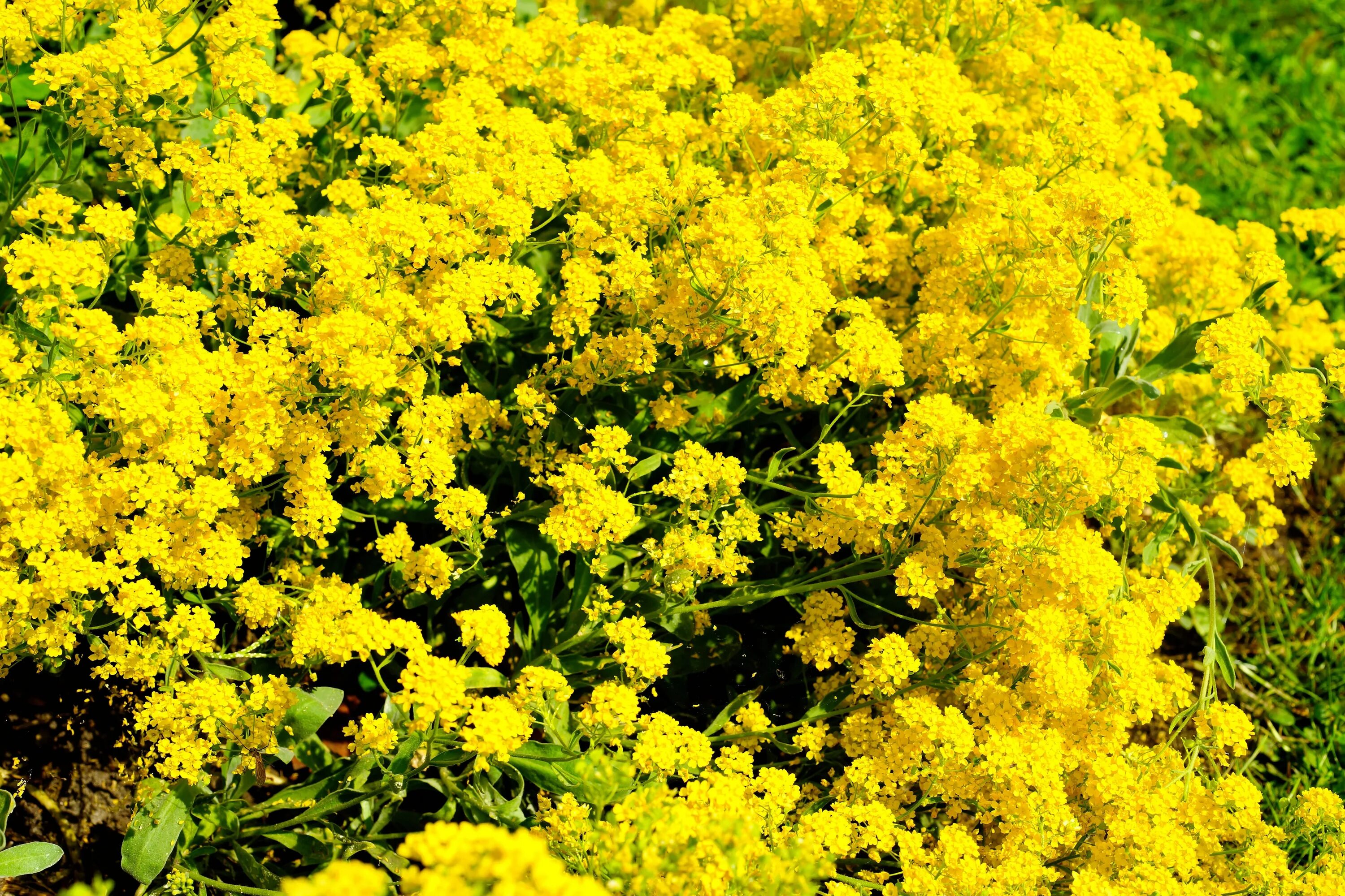 Как называются первые желтые цветы. Алиссум золотой. Алиссум золотой самородок. ЕМУЛИЯ желтая трава. Алиссум желтый.