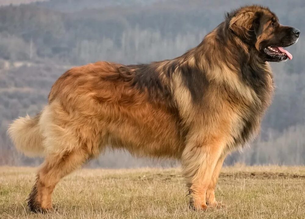 Название крупных собак. Леонбергер. Порода собак Леонбергер. Порода собаки Домбергер. Большая собака Леонбергер.