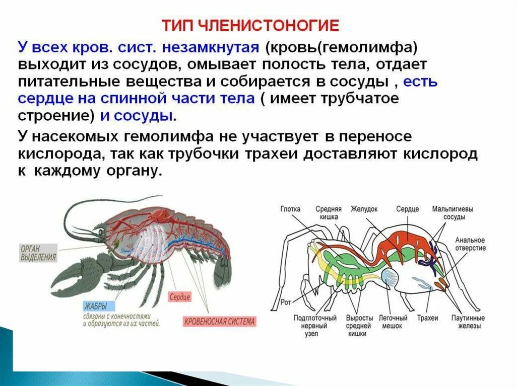 Незамкнутая кровеносная система у членистоногих. Строение сердца членистоногих. Кровеносная система членистоногих ракообразные. Тип Членистоногие кровеносная система строение. Какой тип кровеносной системы характерен для членистоногих