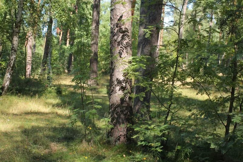 широколиственный лес россии. еловый лес. чаща леса. записать живые леса. звук природы в лесу.