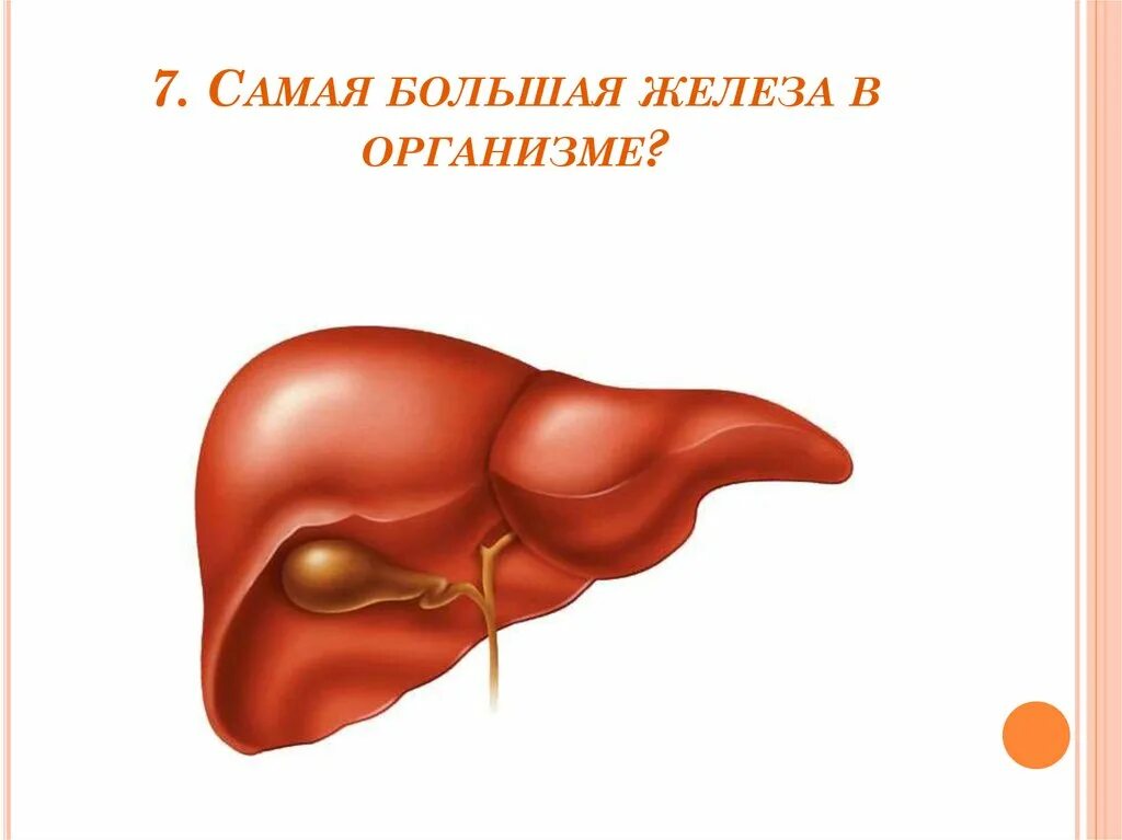 Самая большая печень. Печень рисунок. Макет печени. Печень картинка.