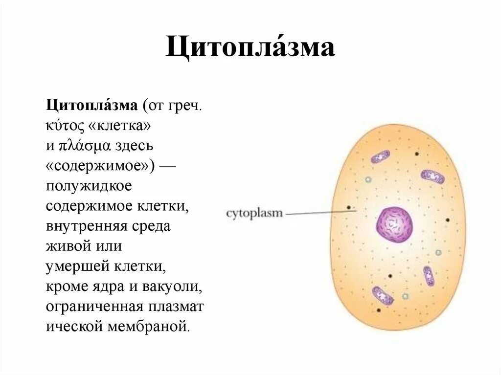Строение цитоплазмы растительной клетки. Строение цитоплазмы. Цитоплазма ;bdjnyjqrktnrb строение. Строение цитоплазмы клетки. Строение клетки функции цитоплазмы