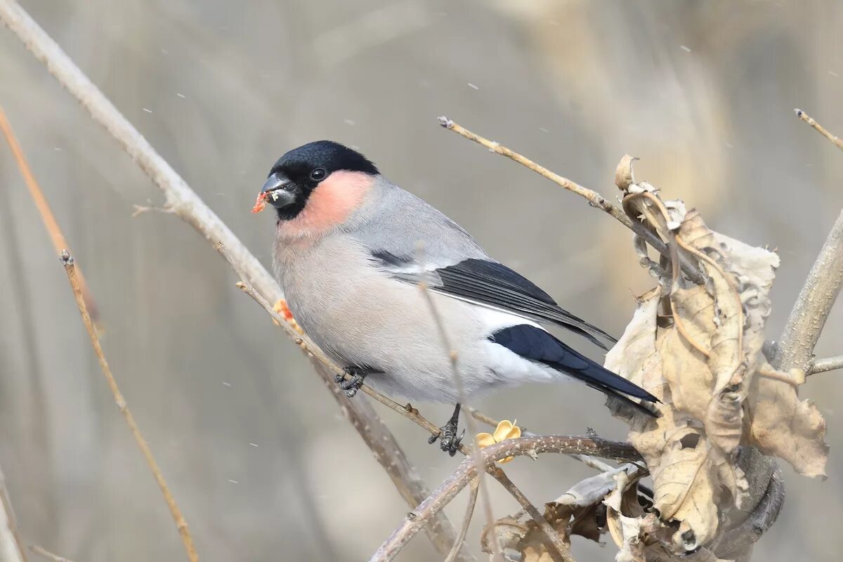 Снегирь марушкино. Кочевка снегирей. Снегири моногамны. Зима снегири. Серогрудый снегирь.