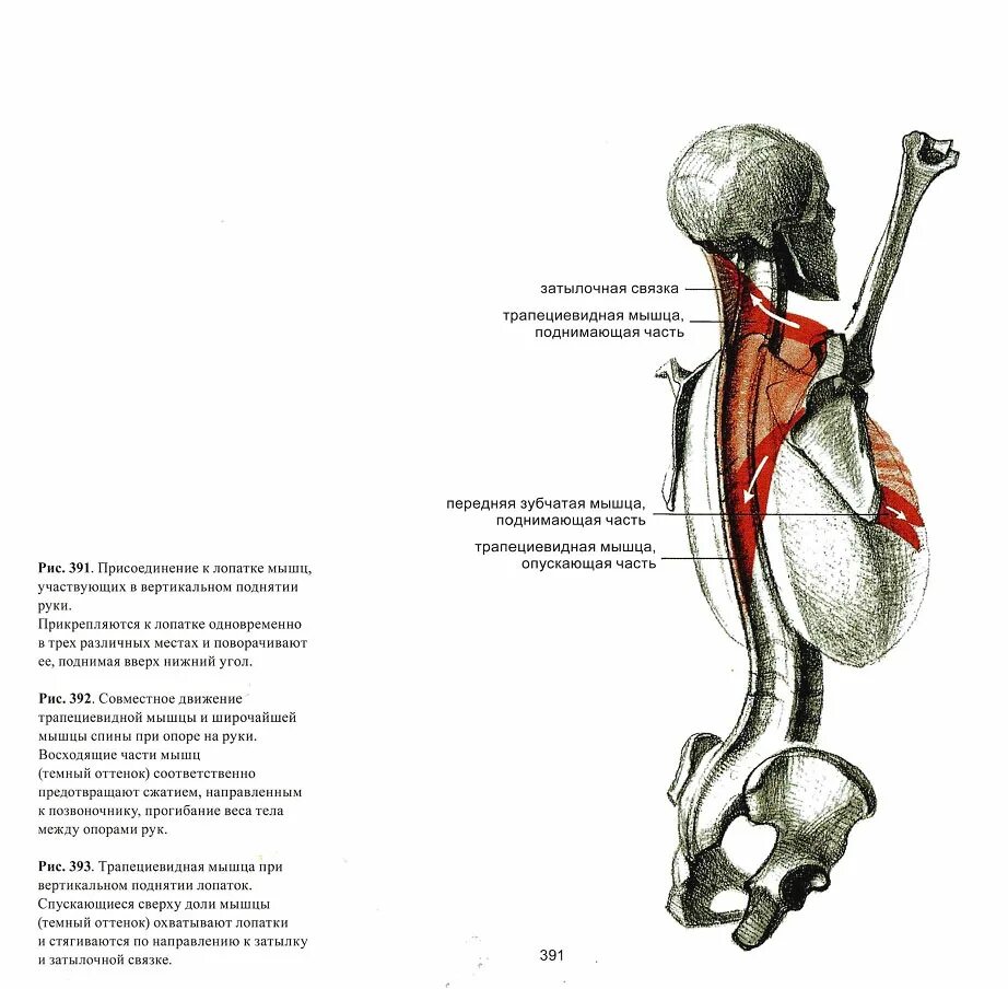 Трапециевидная функция. Трапециевидная мышца функции. Трапециевидная мышца спины функции. Места прикрепления трапециевидной мышцы. Трапециевидная мышца начало и прикрепление.