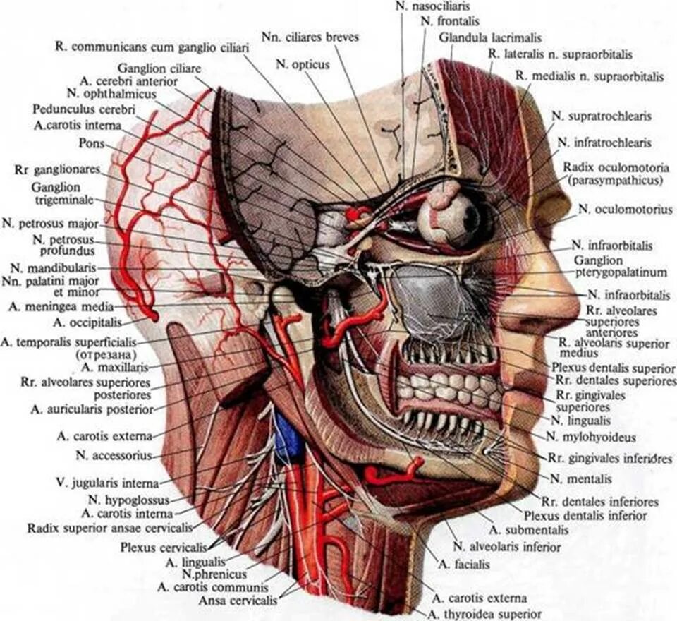 Топография головы Черепные нервы.. Тройничный нерв анатомия на черепе. Тройничный нерв анатомия и топография. Нижняя челюсть анатомия нервы и артерии.