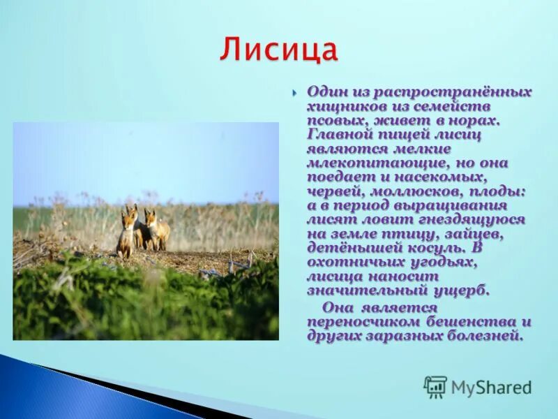 В какой природной зоне россии встречается лисица