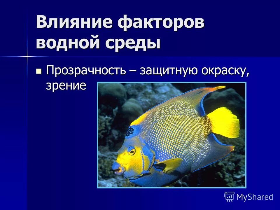 Жизнедеятельность рыб 7 класс. Прозрачность водной среды. Надкласс рыбы общая характеристика. Презентация общая характеристика рыб. Факторы водной среды рыб.