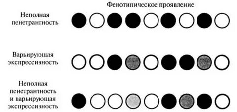Пенетрантность это свойство гена