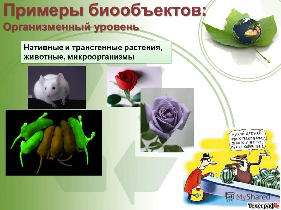 клеточные биотехнологии. биотехнология генно модифицированные растения. биотехнология это в биологии. описание биологического объекта. создание биологических объектов.