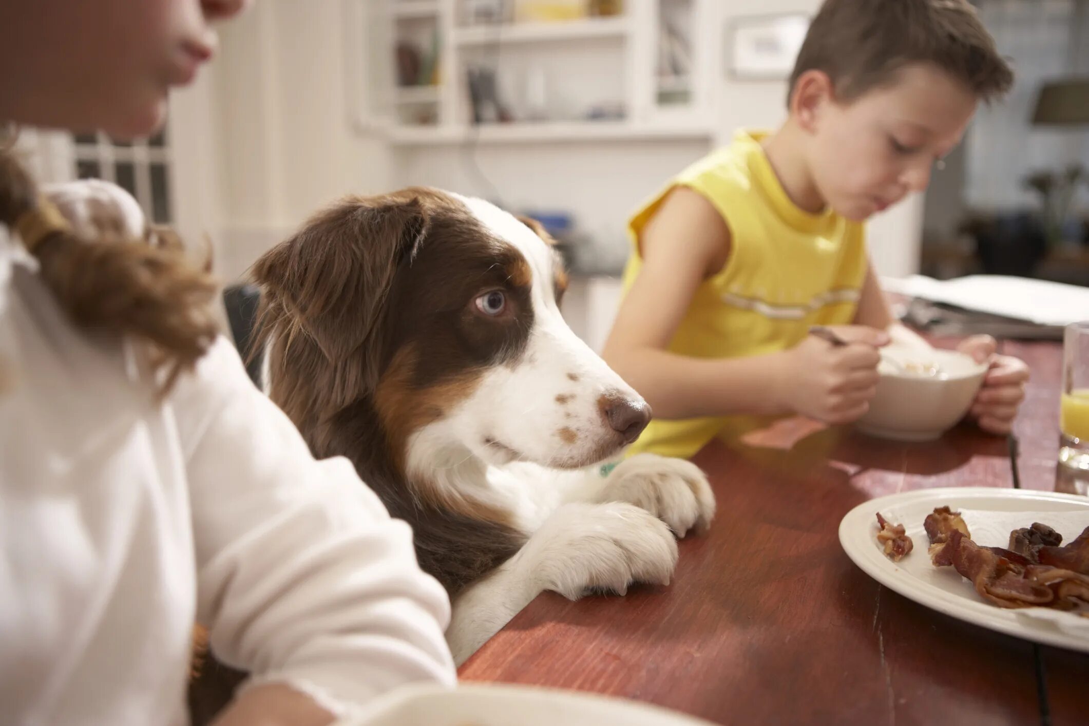 Kind pets. Человек кормит домашних животных. Человек кормит собаку. Кормление домашних питомцев. Собаку кормят со стола.