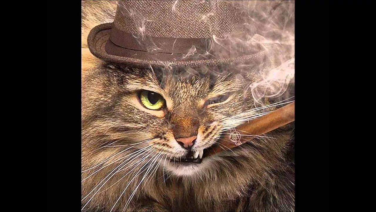 Чуть покруче. Кот с сигаретой. Серьезный кот. Кот в шляпе с сигаретой. Кот в шляпе с сигарой.