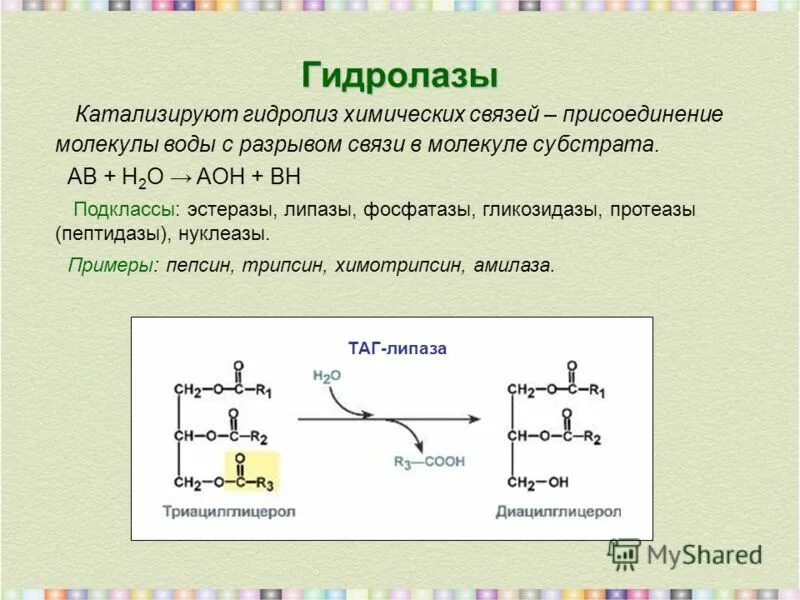 К гидролазам относятся
