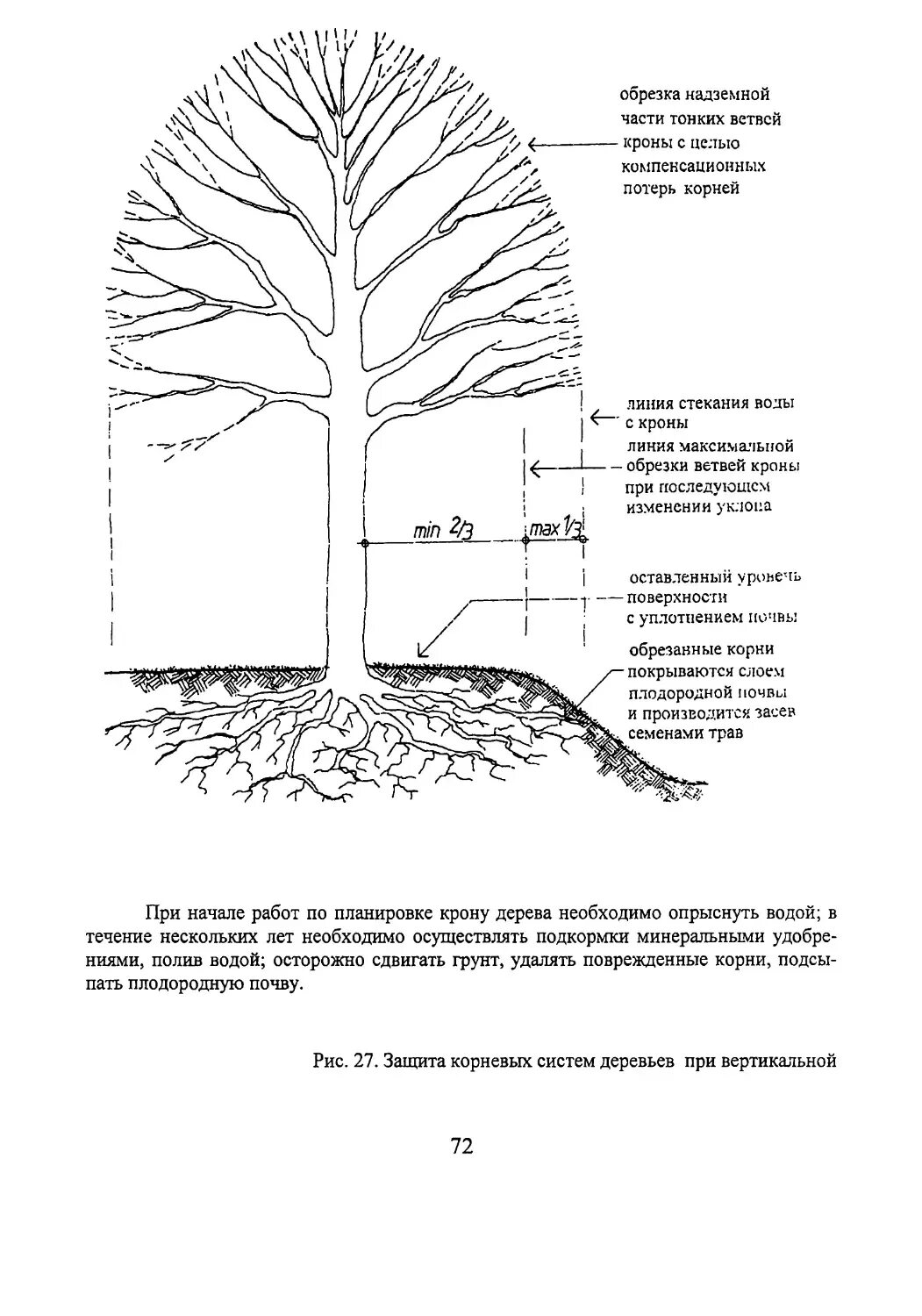 Липа дерево корневая система. Корневая система березы схема. Корневая система плодовых деревьев таблица. Размеры корневой системы деревьев таблица. Сколько лет корневой