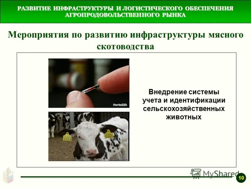 Чип для коров. Бирки для коров. Учет и идентификация животных. Чипы для крс. Чипирование крс.