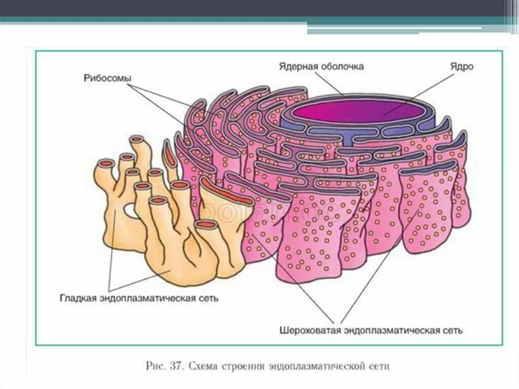 Пузырьков эпс. Шероховатая эндоплазматическая сеть строение. Гранулярная эндоплазматическая сеть строение и функции. Гладкая эндоплазматическая сеть рисунок.