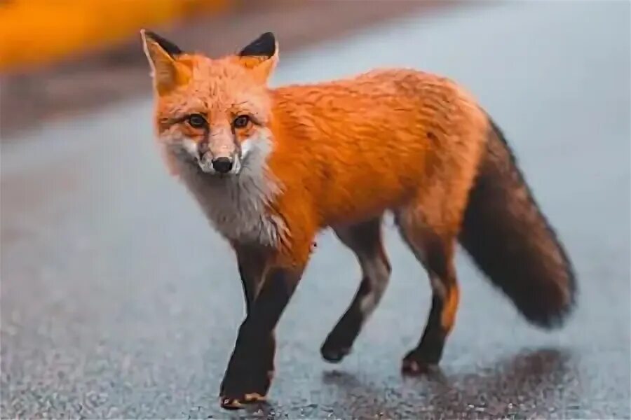 Fox name.