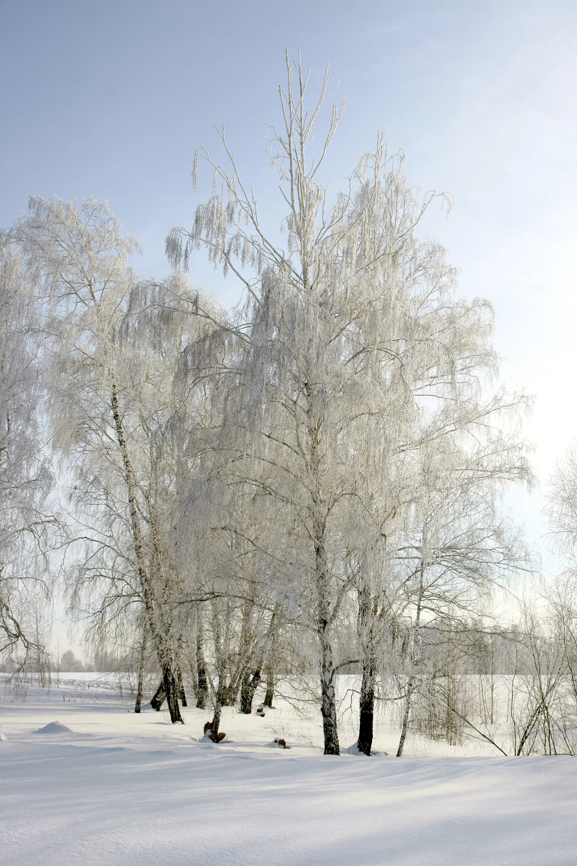 Березки лед. Береза зимой. Февраль природа. Ледяная береза. Береза в снегу.