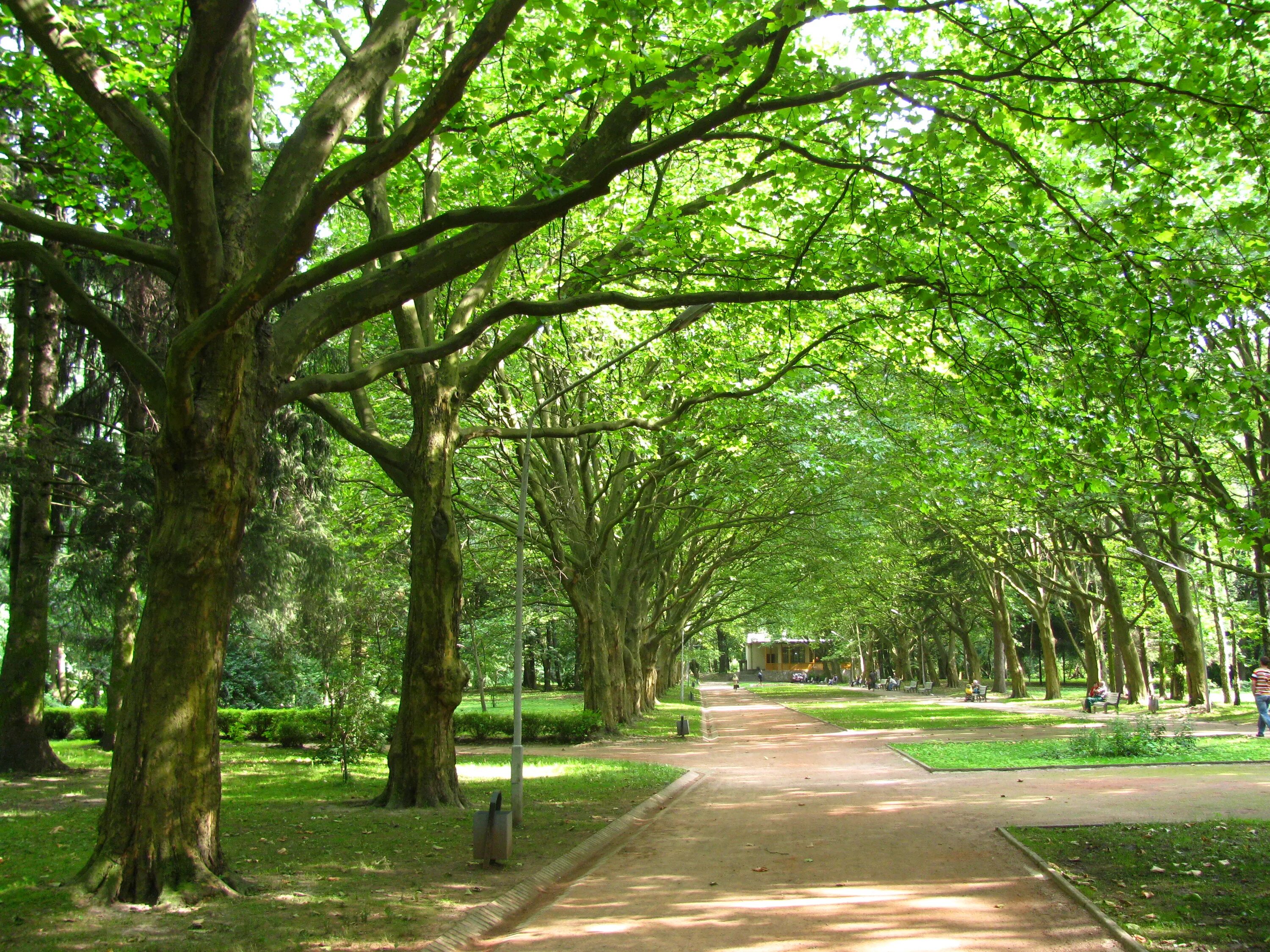 Изотовский сквер спб. Появится аллея. Городской сквер через деревья. Липовые парки в подмосковье. Парк здоровья на годовикова череповец.