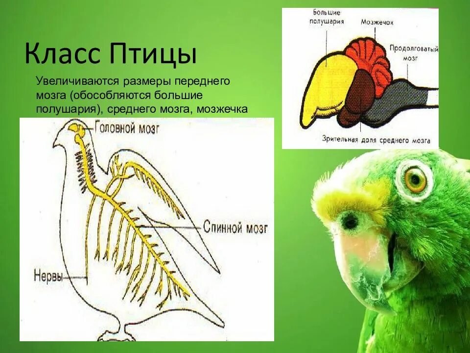 Биология 7 класс нервная система рефлекс инстинкт. Нервная система птиц схема. Нервная система система птиц. Класс птицы нервная система. Строение нервной системы птиц.