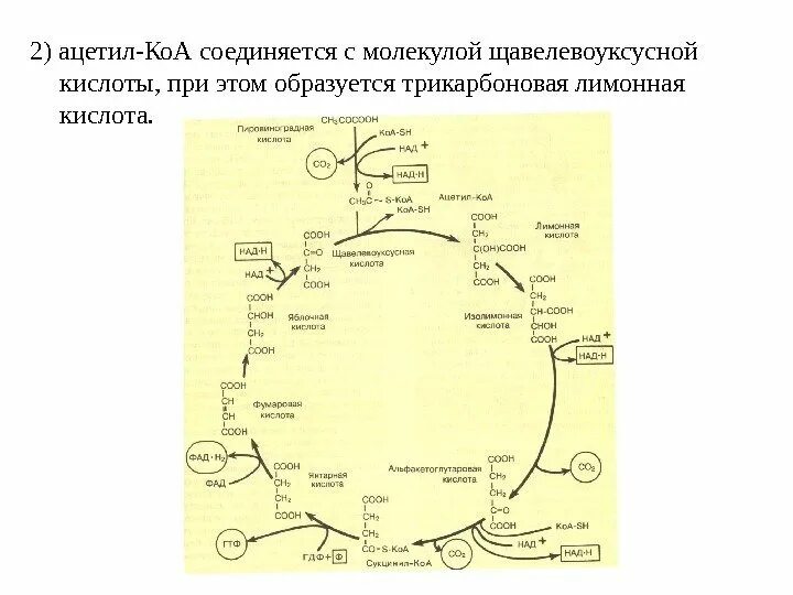 Ацетил лимонная кислота. Щавелевоуксусная кислота + ацетил-коа. Ацетил лимонная кислота. Получение лимонной кислоты реакция. Ацетил лимонная кислота.