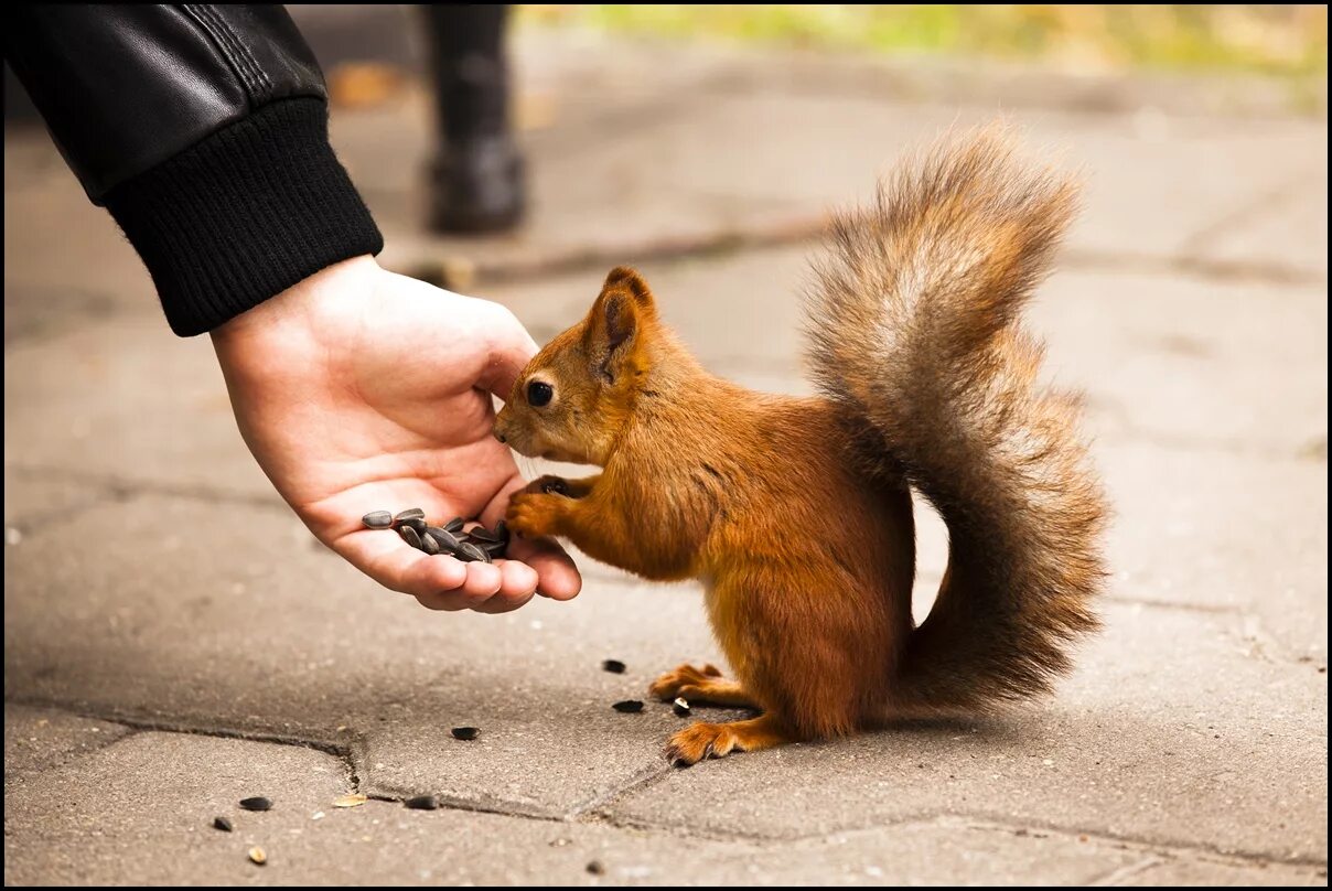 Kindness to animals. Кормить животных. Человек кормит белку. Животные руками. Человек белка.