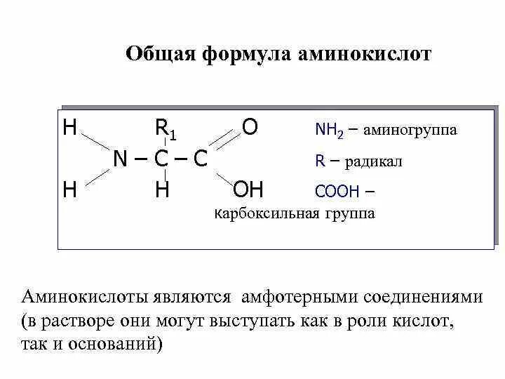 Формула аминокислот общая формула. Формула аминокислоты общая молекулярная. Общая структурная формула аминокислоты. Общая структура аминокислот формула.