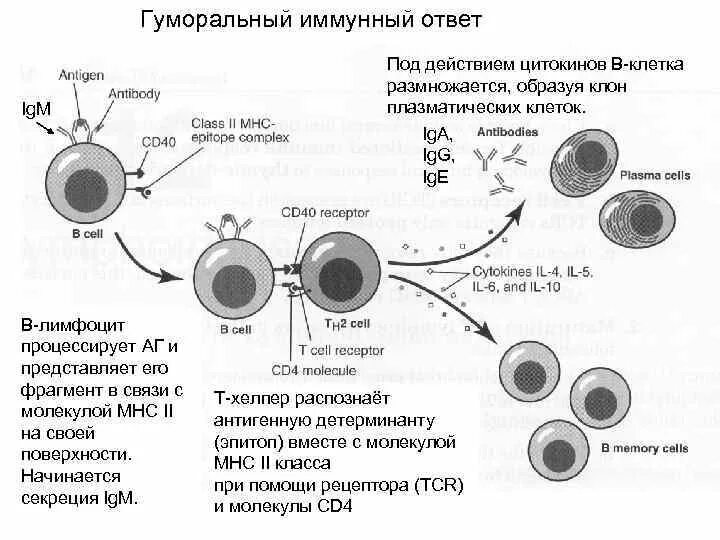 Развитие иммунного ответа