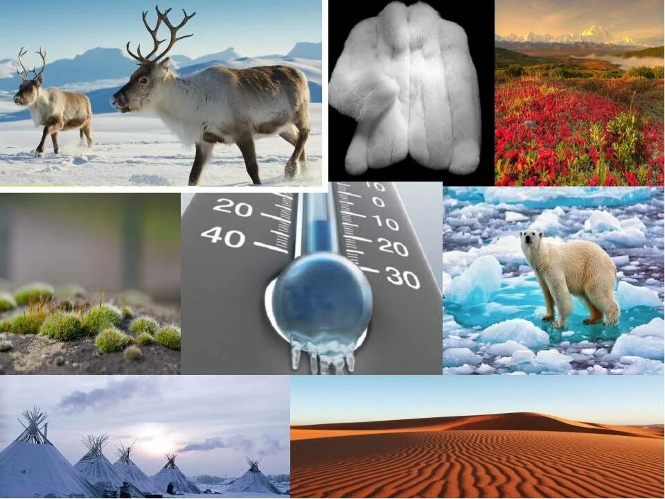 Арктически пустыни тундры лесотундры. Тундра природная зона. Природные зоны арктики тундры и лесотундры. Рельеф природной зоны тундра. Тема арктические пустыни тундра лесотундра.