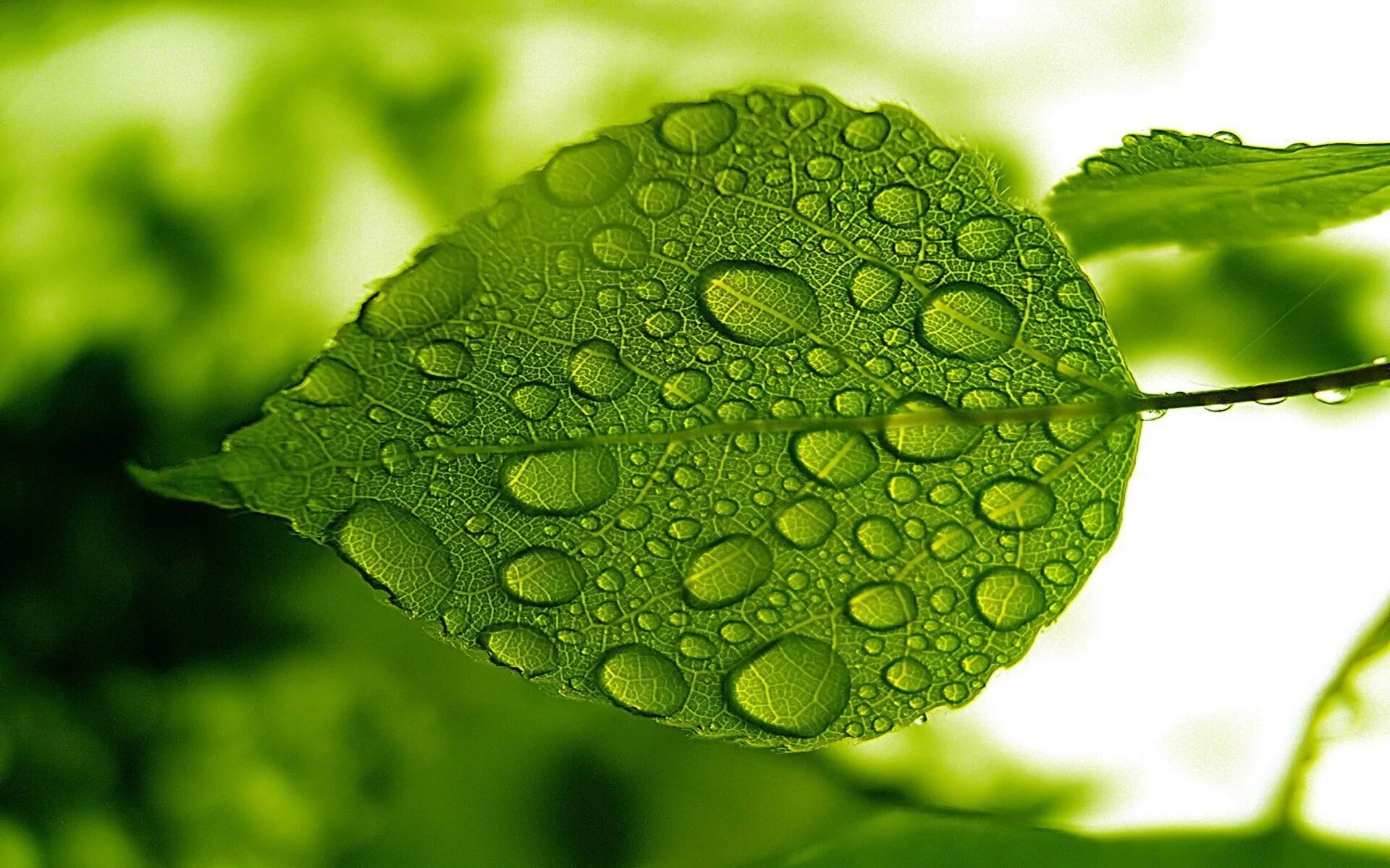 Natural leaves. Зеленый лист. Сочный зеленый цвет. Листья растений. Зеленые листочки.