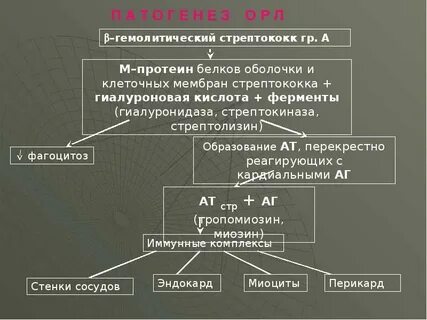 Патогенез острой ревматической лихорадки