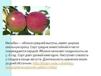 Яблоня дочь мельбы отзывы
