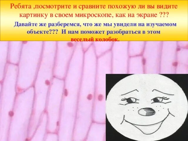 Продукты похожие на органы человека. Сергей Шахин Дзен