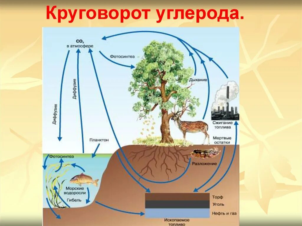 Схема круговорота углекислого газа. Круговорот углерода (по ф. Рамад, 1981). Круговорот углерода в природе биология. Круговорот азота кислорода углерода. Биогеохимический цикл кислорода схема.