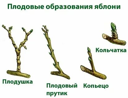 Волчки на яблоне