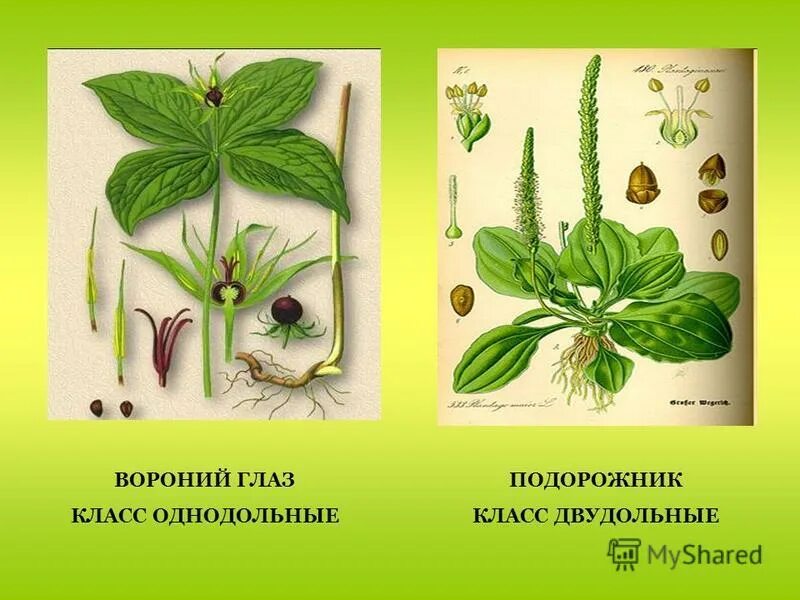 Вороний глаз жилкование. Двудольные растения исключения. Исключения из однодольных и двудольных. Исключения из однодольных и двудольных. Подорожник однодольное или двудольное.