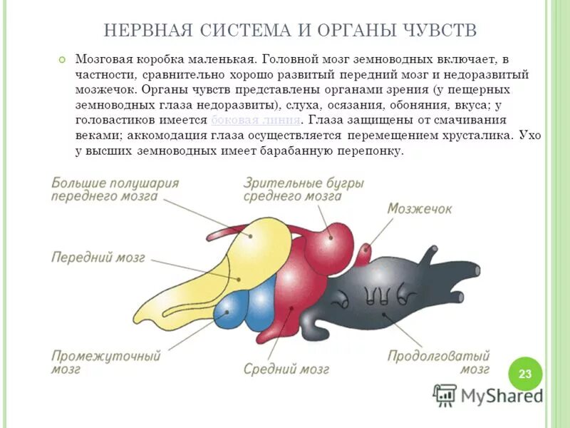 Особенностью головного мозга земноводных является. Особенностью головного мозга земноводных является