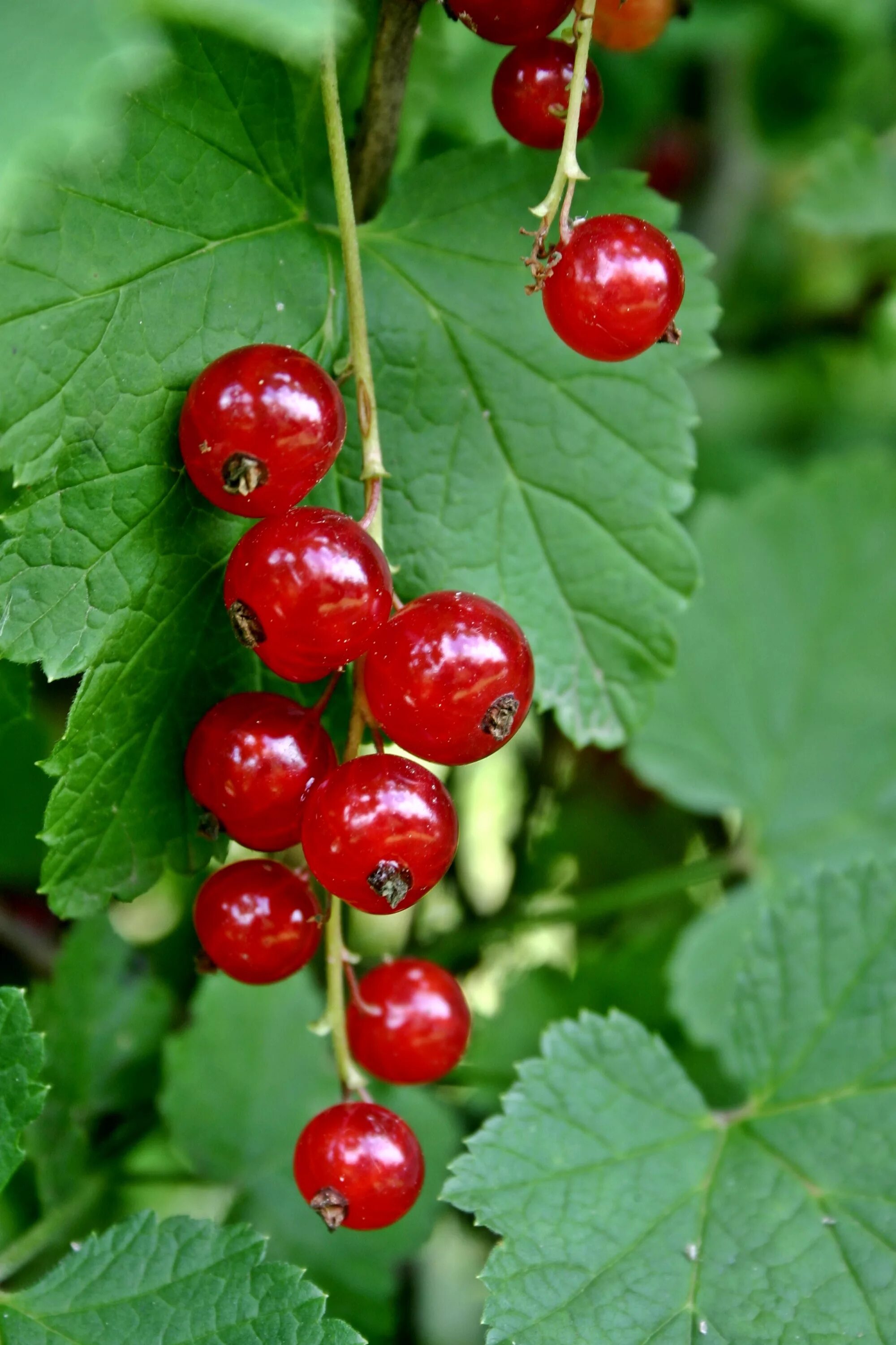 Покажи ягодки. Красная (ribes rubrum. Смородина (ribes). Ягоды красной смородины. Смородина ribes rubrum.