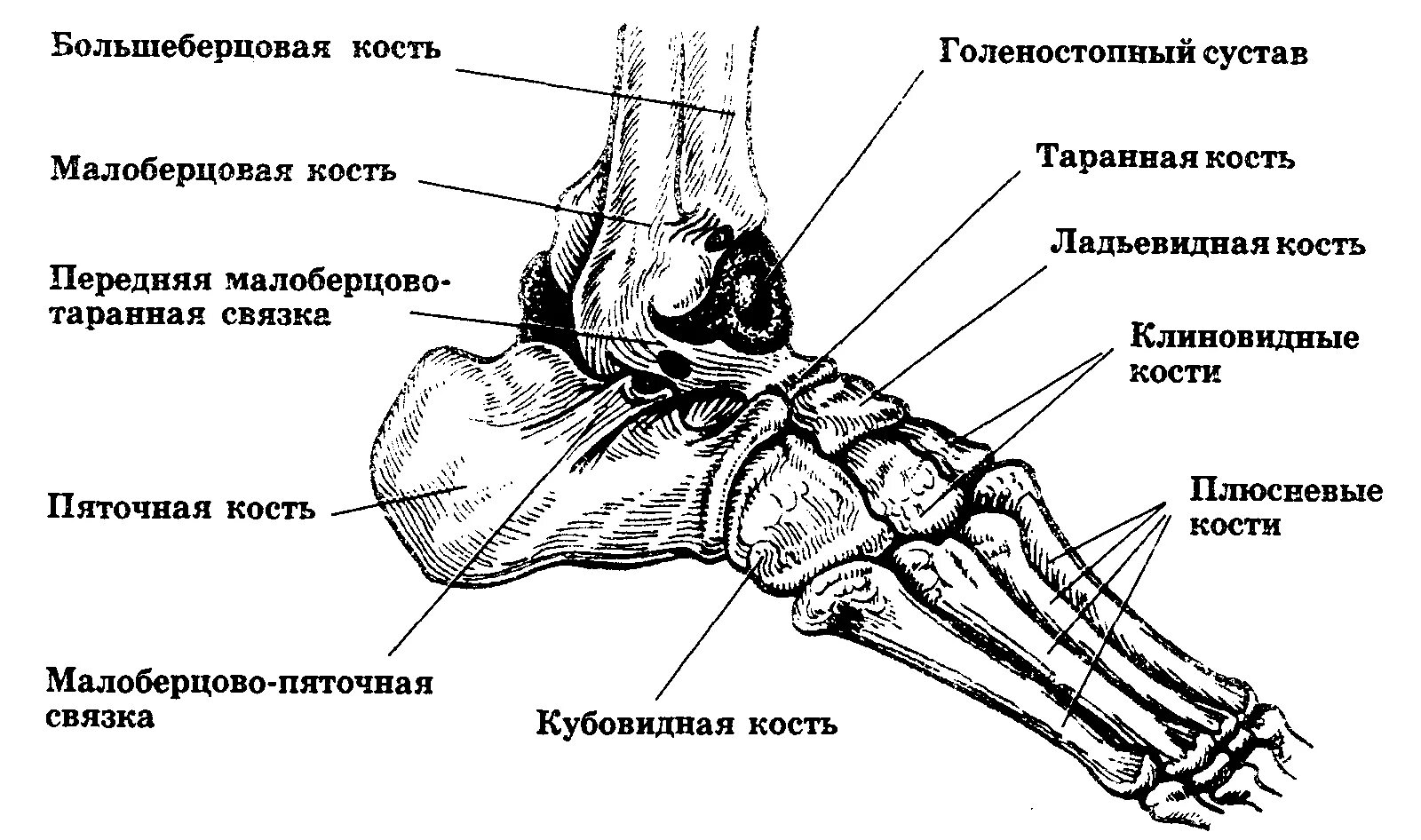 Таранная кость стопы строение. Голеностопный сустав анатомия строение кости. Анатомия таранной и пяточной костей. Таранно-пяточный сустав анатомия. Кости голеностопного сустава человека