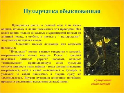 Пузырчатка это