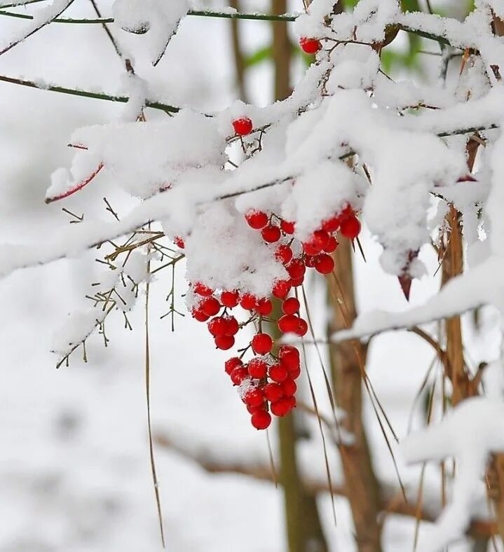 Хорошего зимнего воскресенья. Хорошегозименего воскресенья. Зимние поздравления. Зимнее воскресенье февраля. Доброго зимнего воскремеотя.