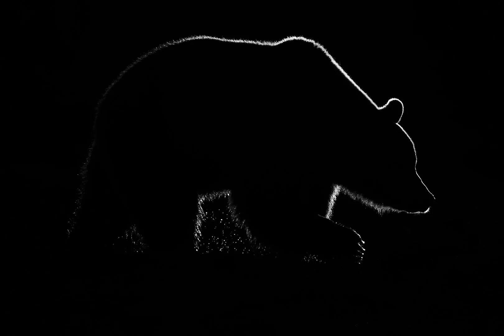 Контуры на черном фоне. Силуэт медведя. Медведь на черном фоне. Силуэт медведя на черном фоне. Медведь на темном фоне.