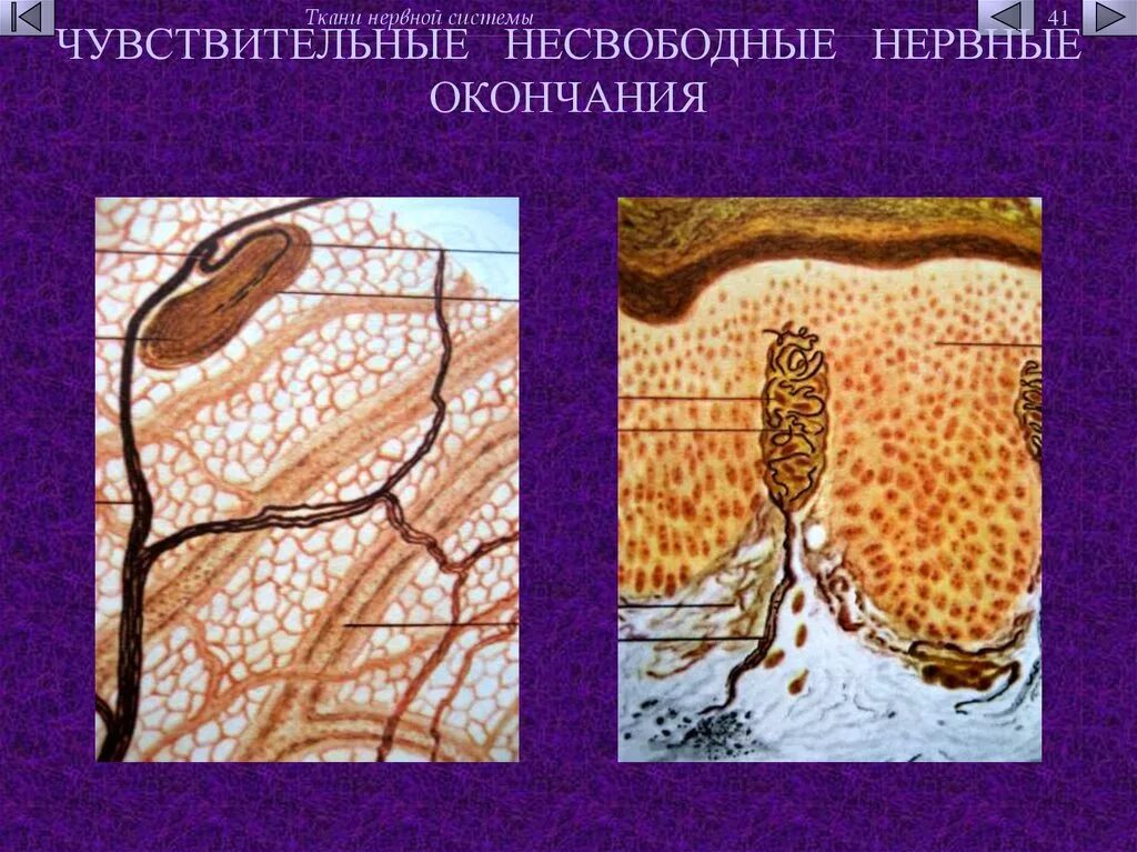 Вещества влияющие на чувствительные нервные окончания. Группа веществ возбуждающих чувствительные нервные окончания. Нервные окончания лекарства. Нервные окончания лекарства. Нервные окончания лекарства.