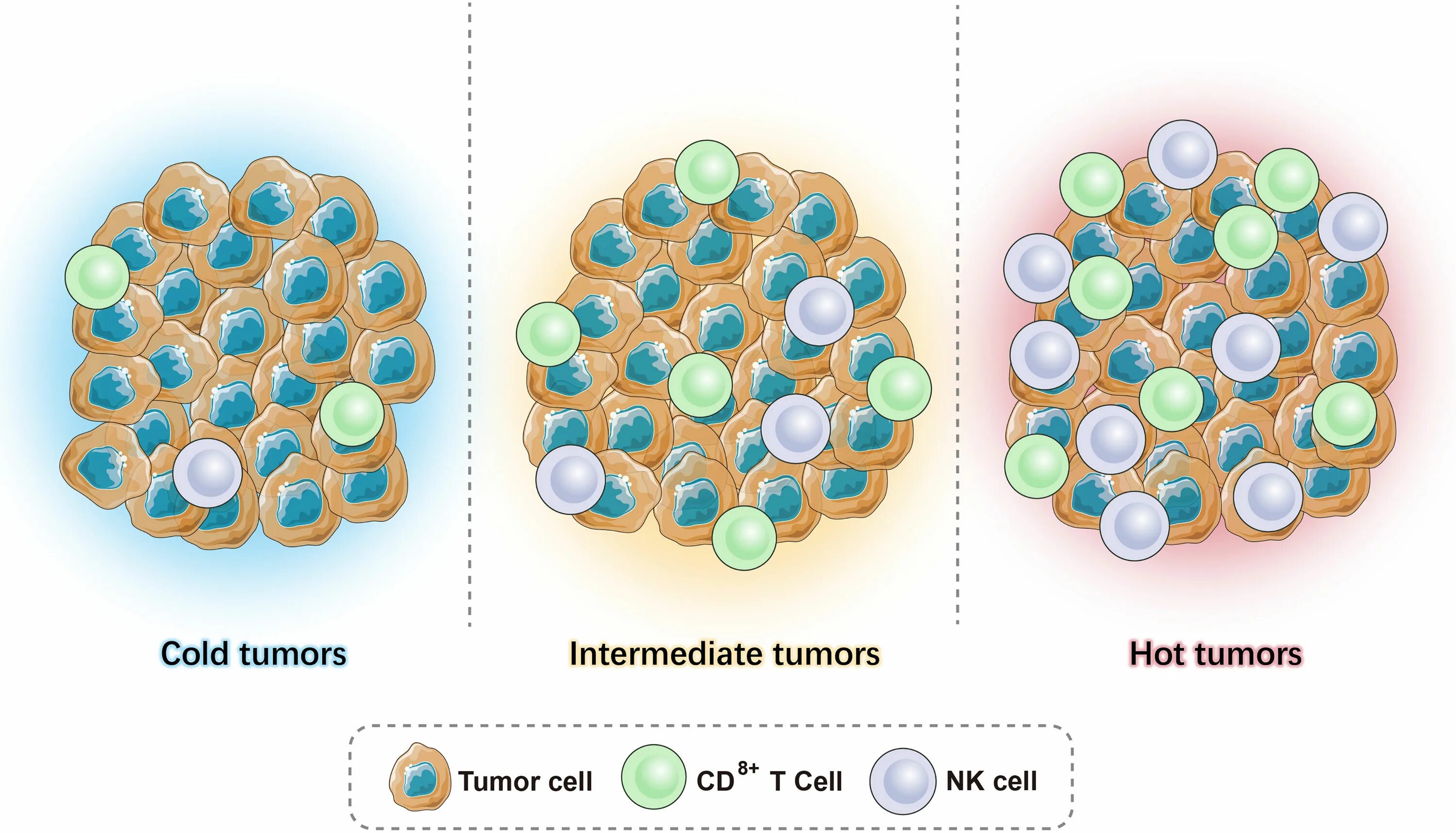 Advanced tumor. Hot cold tumors. рубор тумор. tumor evolution. immunological aspects of infertility.