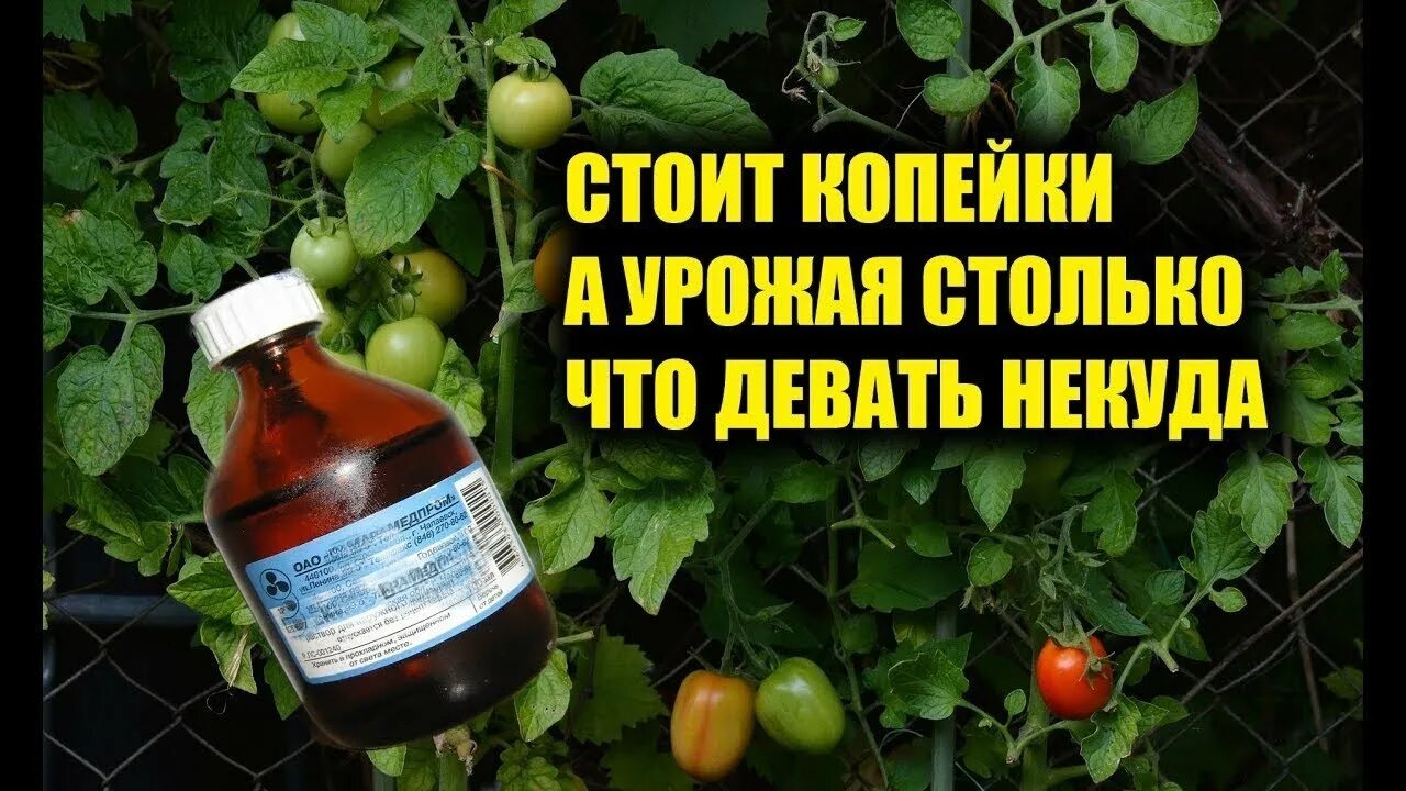 Можно поливать рассаду томатов перекисью водорода. Перекись водорода для рассады. перекись водорода для рассады томатов. удобрение рассады перекисью водорода. подкормка томатов перекисью водорода.