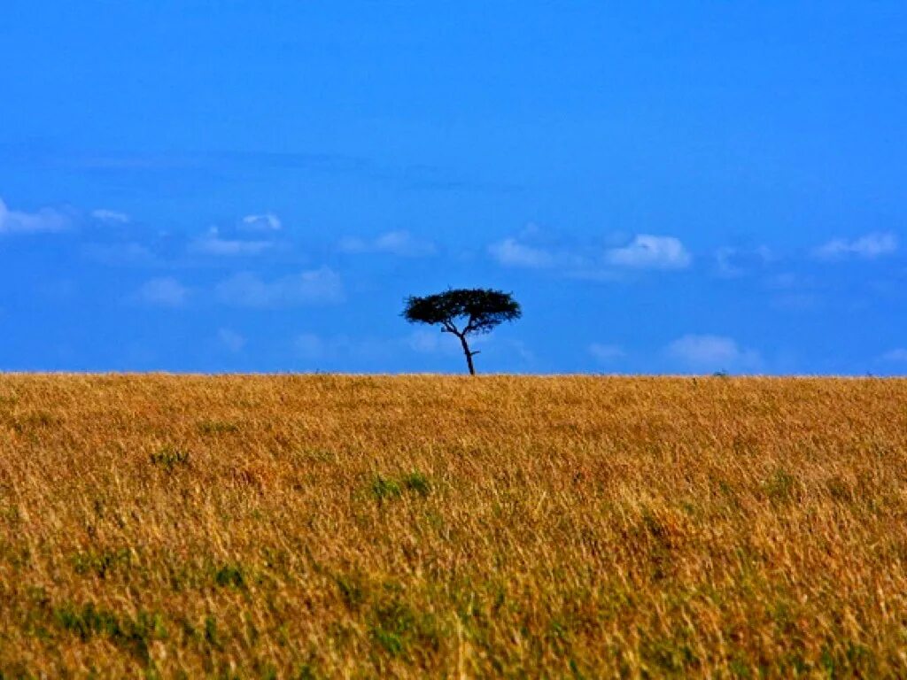 Grasslands are known by