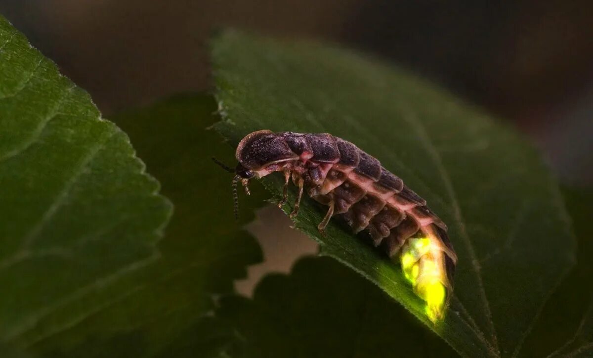 Кто такой светлячок. Личинка жука светляка. Lampyris Noctiluca личинка. Обыкновенный светляк Жук. Светляк обыкновенный личинка.