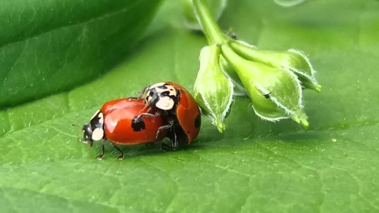 Жесткокрылые божья коровка. Муравей тля божья коровка. Божья коровка насекомое. Божья коровка картинка. Божья коровка картинка для детей на прозрачном фоне.