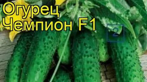 Огурцы сорта форсаж