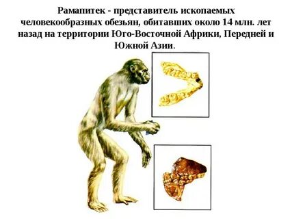 Представители человекообразной обезьяны
