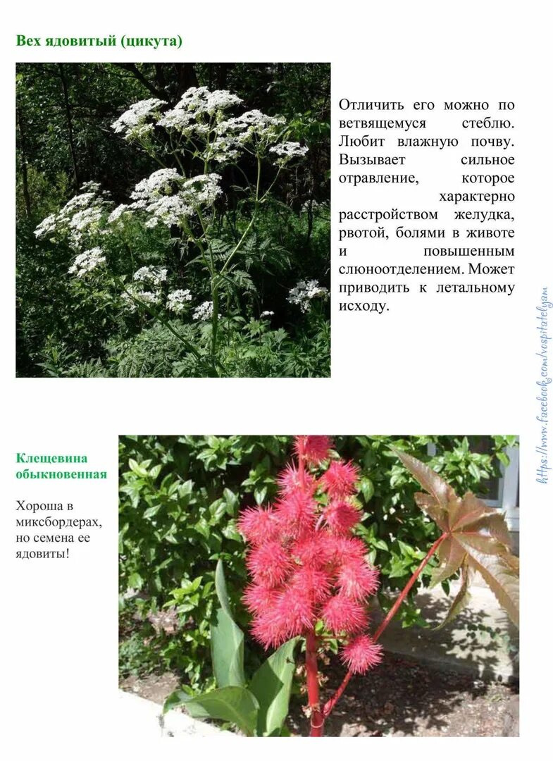 Смертельно опасные цветы описание как они выглядят Картинки ЯДОВИТЫЕ РАСТЕНИЯ ЗАНЕСЕННЫЕ В КРАСНУЮ КНИГУ